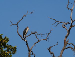 Lesser Adjutant Stork roosting in a dead tree