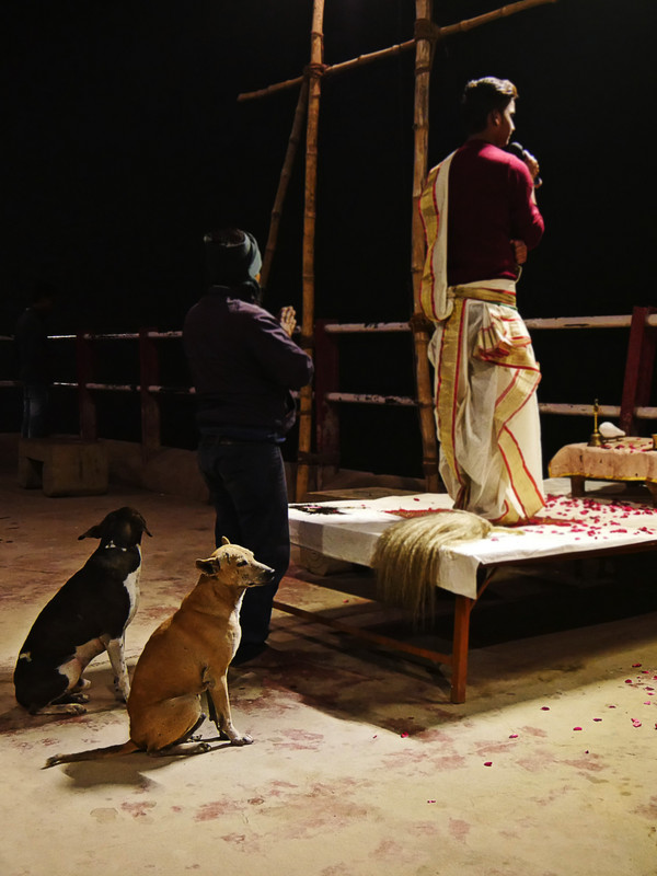 Even dogs enjoyed the aarthi ceremony