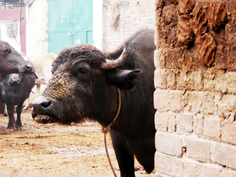 Buffaloes and the wall of dung