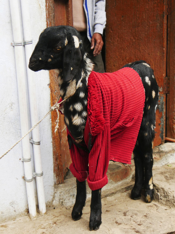 A goat with a coat