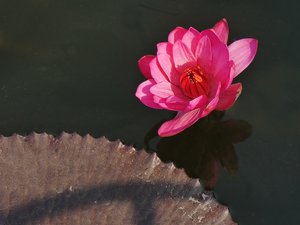 Lotus flower in a pool at the giant Buddha