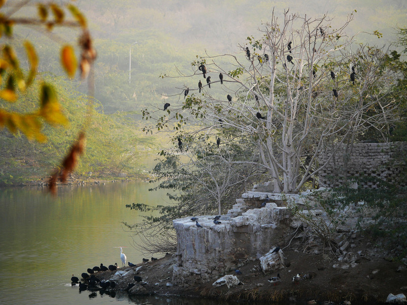 A tree full of cormorants at Man Sagar