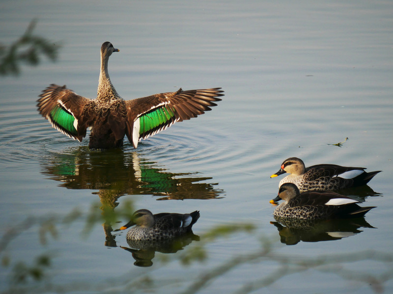 Spot-billed Ducks at Man Sagar