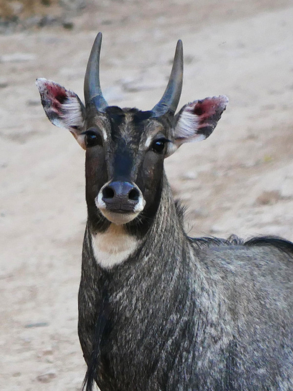 Nilgai (Blue Bull Antelope), Jhalana