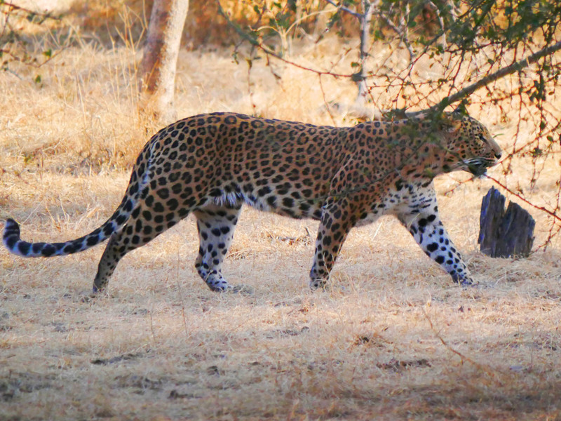 Female Leopard, Jhalana