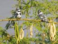 A pair of Pied Kingfishers