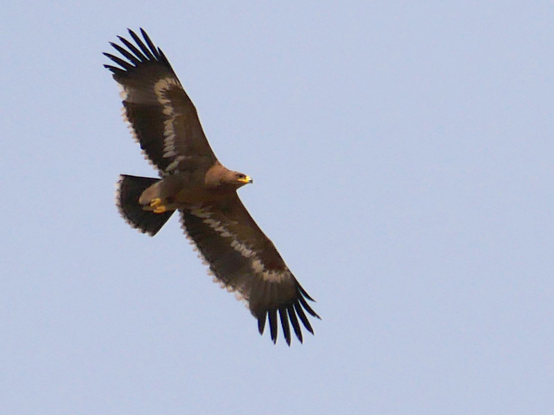 Steppe Eagle in flight at Tal Chhapar