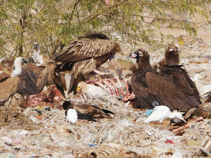 Vultures at Jorbeer