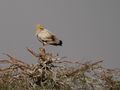An Egyptian Vulture at Jorbeer