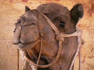 An inquisitive camel