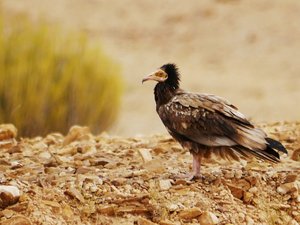 A juvenile Egyptian Vulture