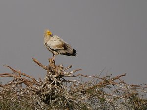 An Egyptian Vulture at Jorbeer