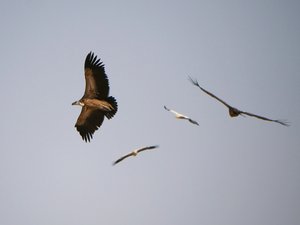 An Indian Vulture at Jorbeer