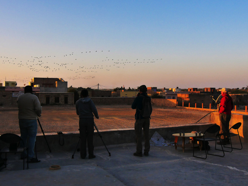 On a rooftop overlooking the feeding station at dawn