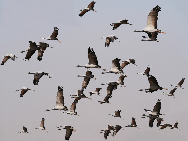 A flock takes flight