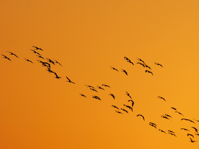 A flock at sunrise