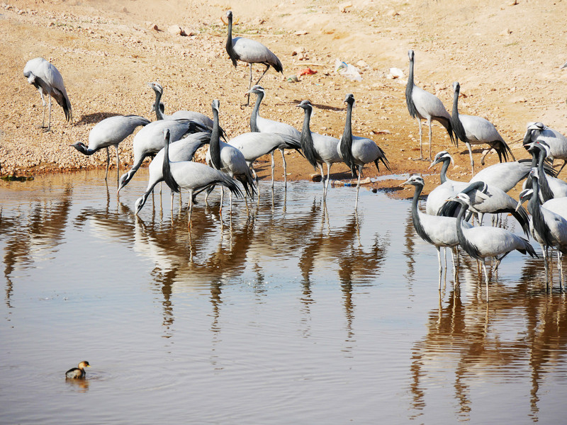 Cranes and their reflection in the pond