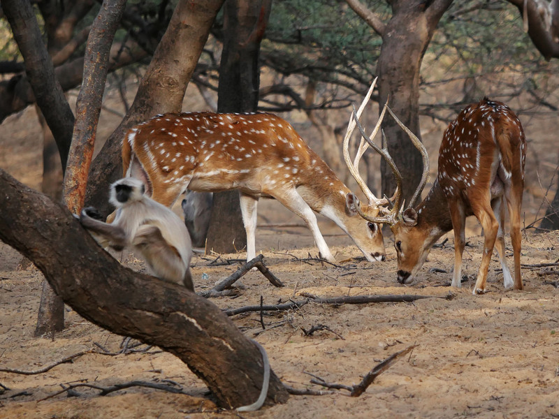 Chital (Spotted Deer) and Langur