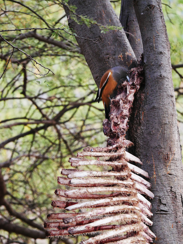 Jhalana_Rufous Treepie on a carcass