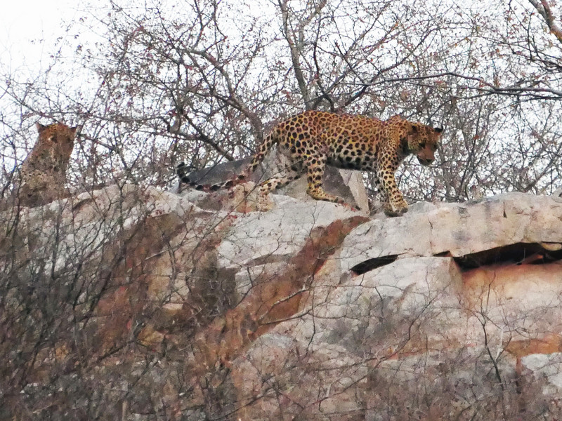 Two leopards high above us