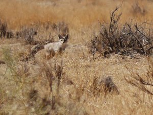 A Desert Fox in the Desert National Park