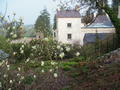 Magnolia 'Elizabeth' and the house