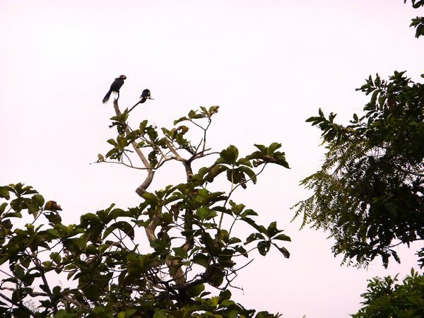 Birds in Salim Ali Bird Sanctuary