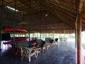 The guest area at Hornbill Camp