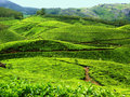 Tea plantations 