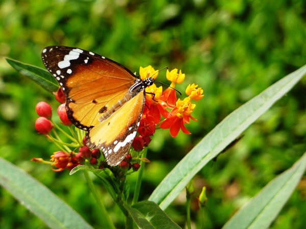 Butterfly at Periyar
