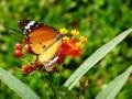 Butterfly at Periyar