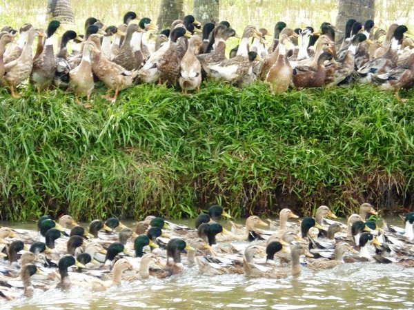 Ducks galore
