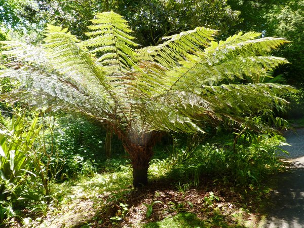 Coleton Fishacre- in the Tree Fern Glade
