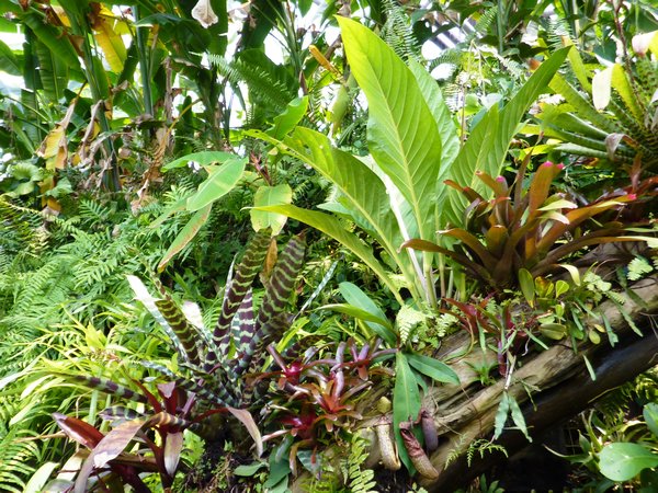 Eden - Rainforest biome