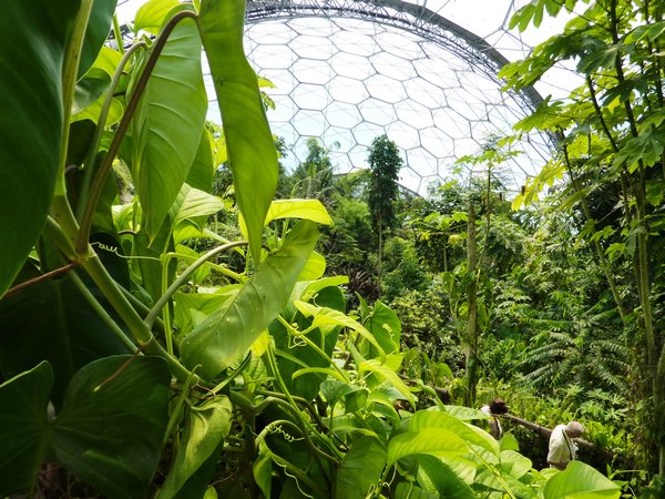 Eden - Rainforest biome