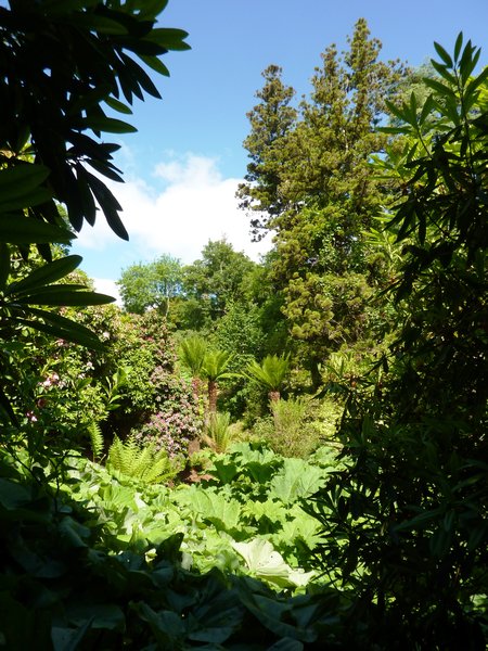 Tree ferns and gunnera in The Jungle