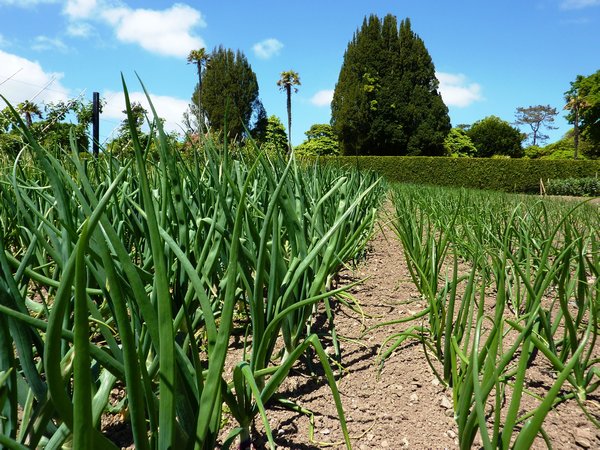 Onions in the Productive Gardens