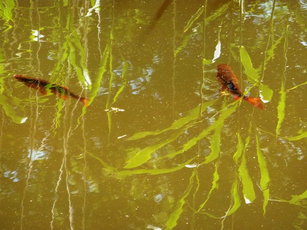 Fish in the Jungle ponds