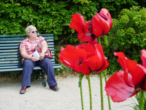 A seat among the herbaceous borders