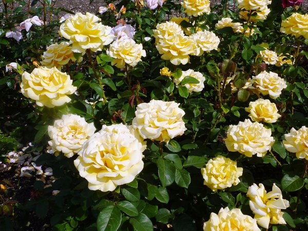 More roses, Bradenham Hall