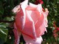 Roses, Bradenham Hall