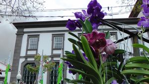 Flower Market_Orchid