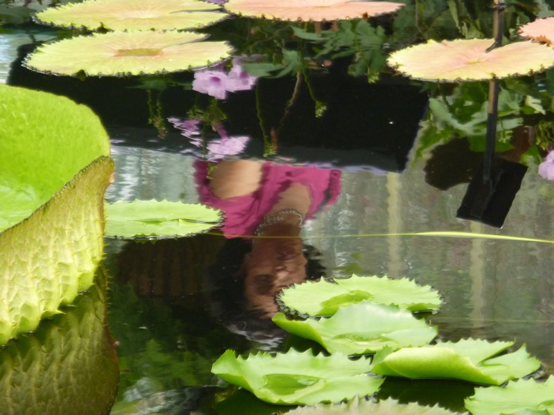 Reflections of a lily pond!