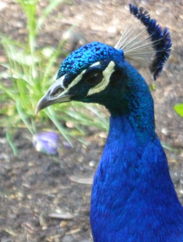 One of many peacocks