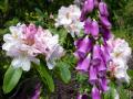 Foxglove and Rhododendron