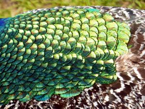 Peacock neck