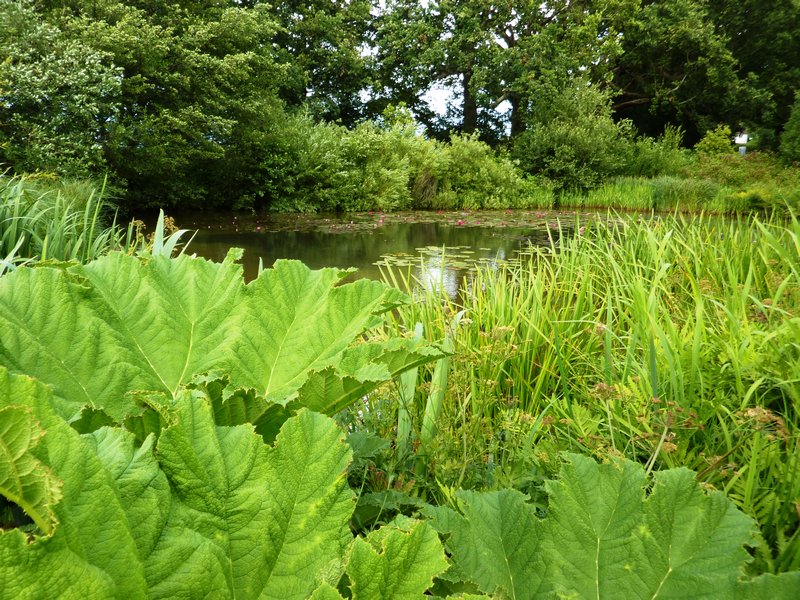 The Horse Pond