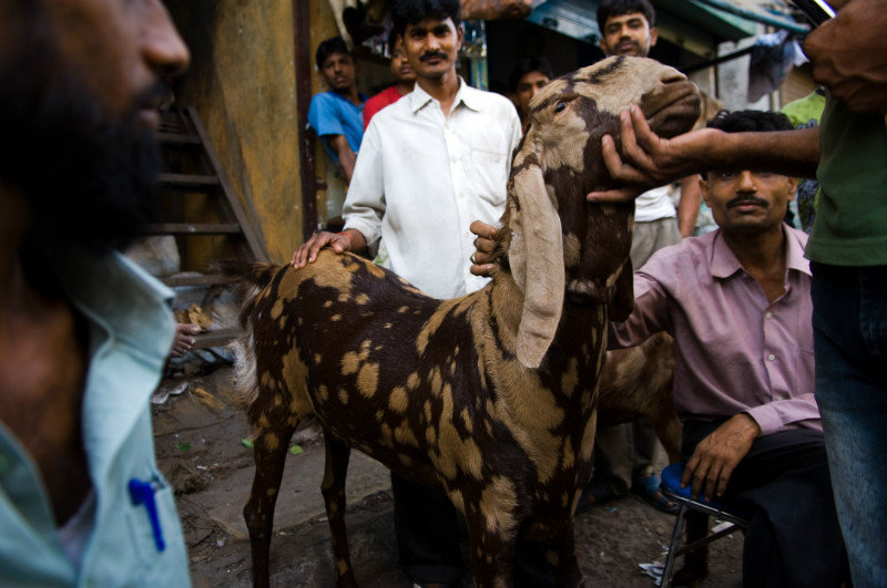 A goat with admirers in Dharavi