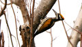 White-naped Woodpecker (female)