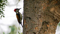 White-naped Woodpecker (male)